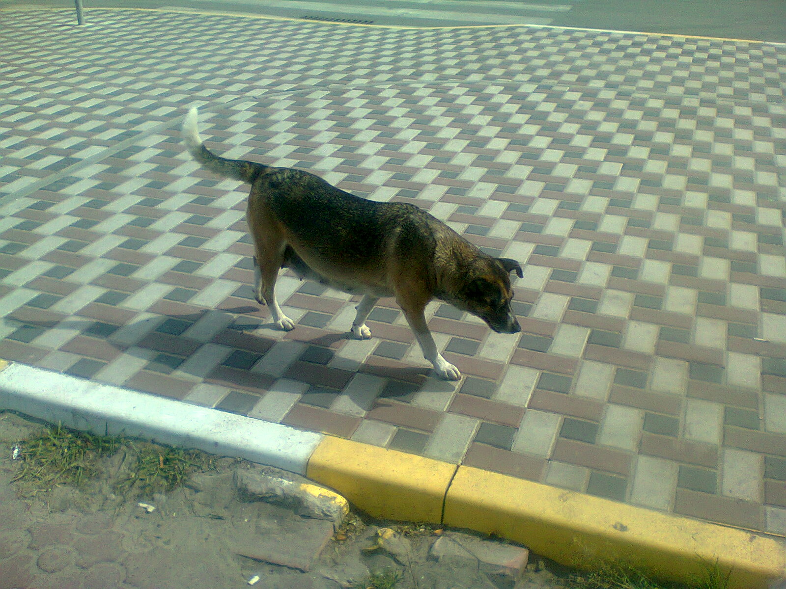 Бродячая собака на улице