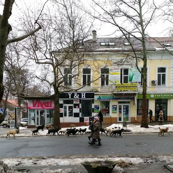 Киевская мэрия: как «правильно» истреблять бродячих собак
