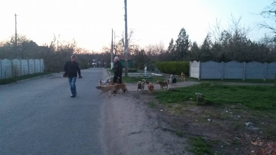 Зграї собак у Миколаєві
