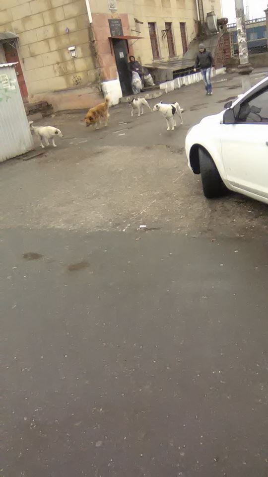 Зграя собак у Миколаєві