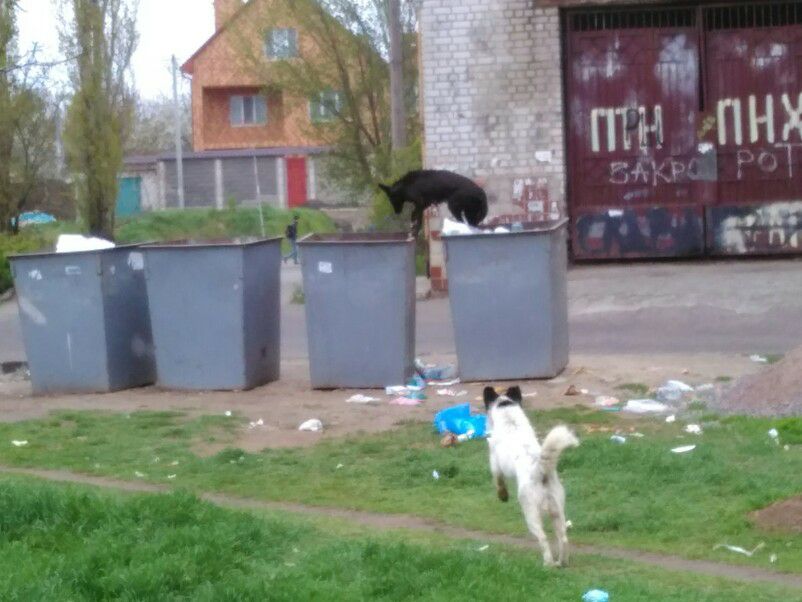 Бродячі собаки на смітнику