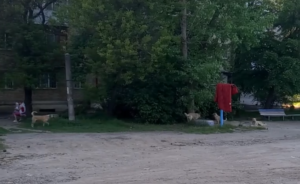 У Миколаєві бродячий пес покусав дитину, а КП не відловлює агресивних тварин