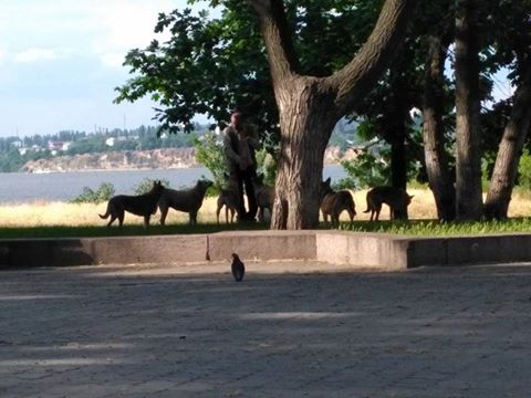 Зграя собак у парку Миколаєва