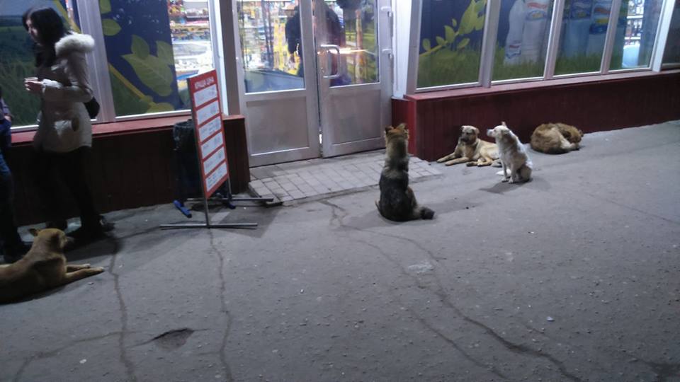 Бродячие собаки у продуктового магазина