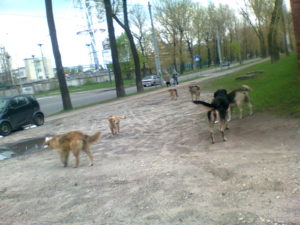 192 млн. грн. хочуть викинути псам під хвіст у Києві