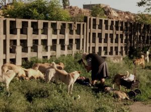 Звичайна прогулянка із собаками, відеоісторія