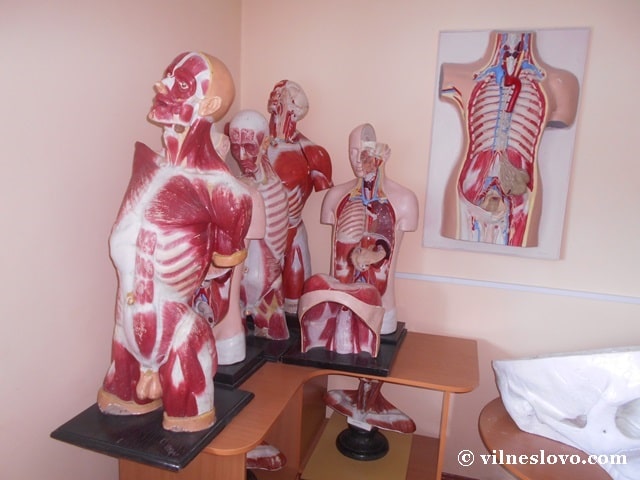 Навчальні макети з анатомії