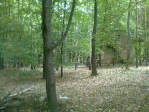 Спасите наши души