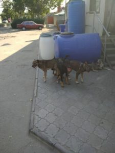 ОЗГ “Зоополіція”