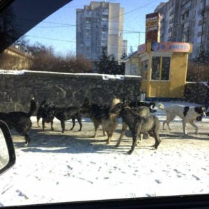 Законопроект № 2351 – легалізація екотероризму