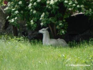 Фарисеї-лицеміри в галузі мисливства