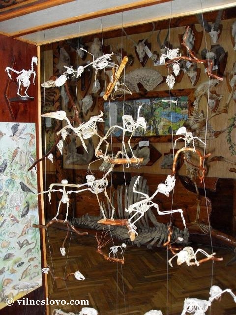 Скелети птахів і літаючих ссавців