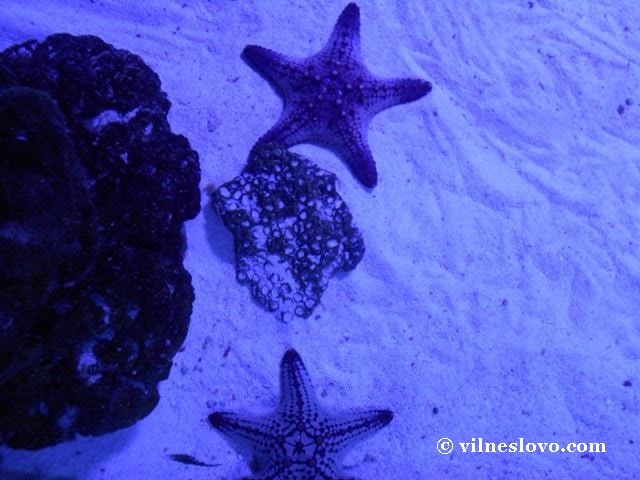 Київський океанаріум морські зірки