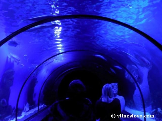 Київський океанаріум і підводний тунель